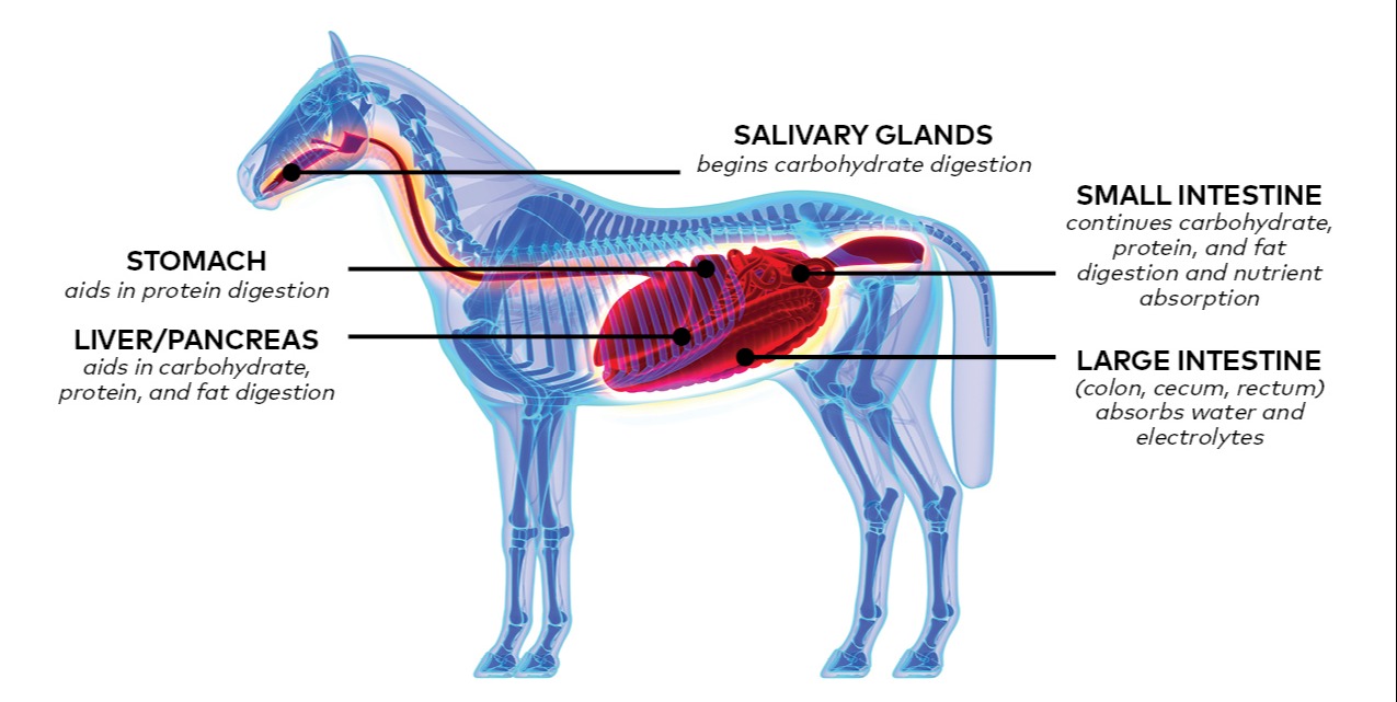 Hindgut And Digestive Supplement For Horses - Basic Animal Health
