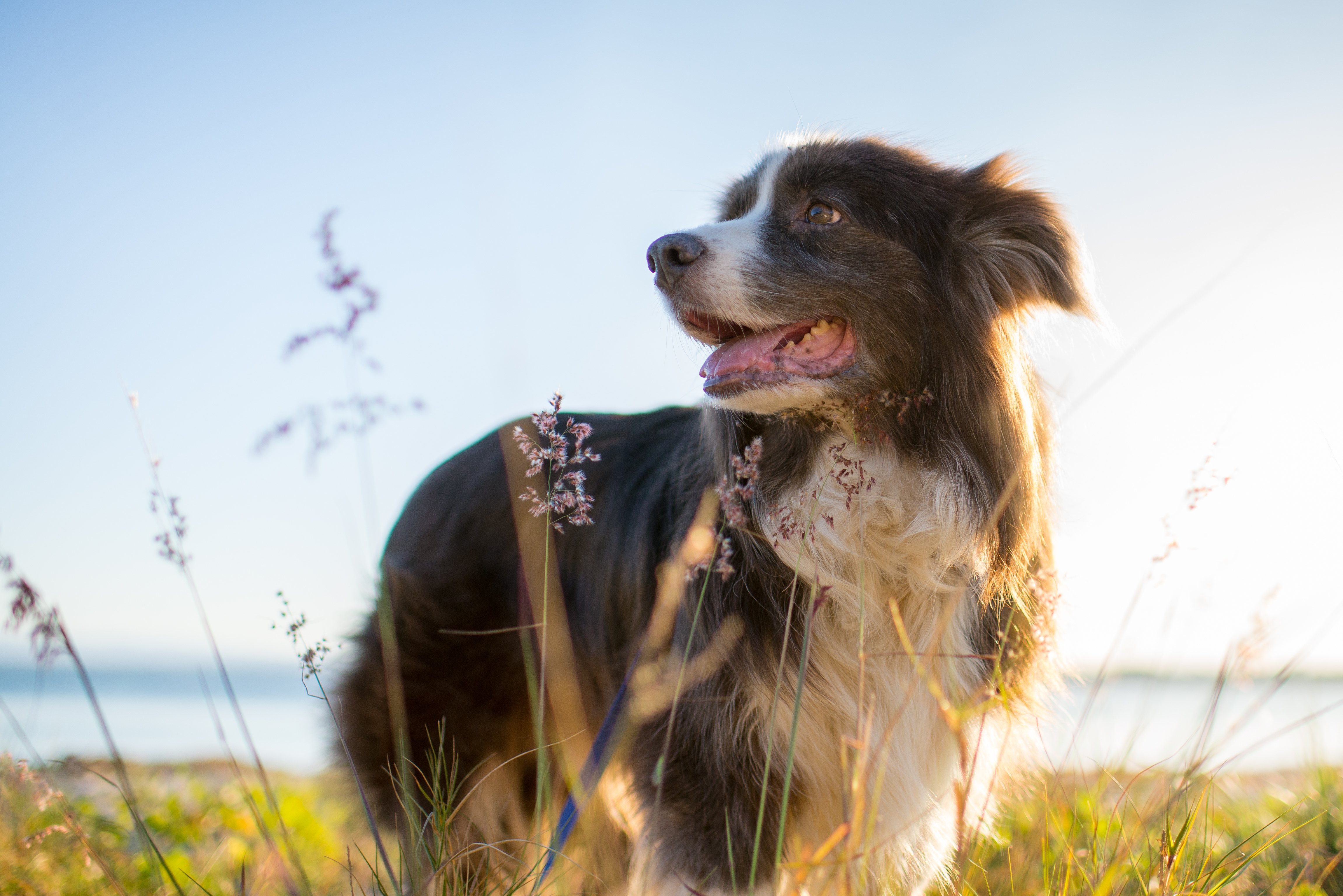 Greasy and smelly skin? Is it time to give the dog a bath?